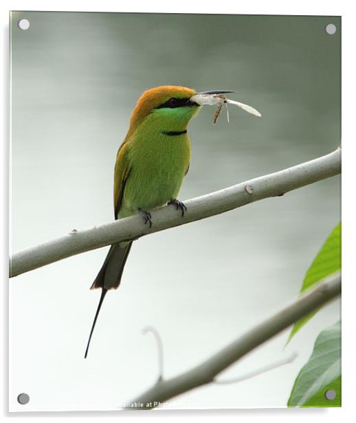 Green Bee-eater with prey Acrylic by Bhagwat Tavri