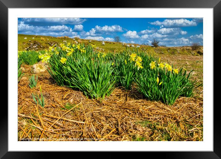 Daffodils Dancing in Dartmoor Delight Framed Mounted Print by Roger Mechan