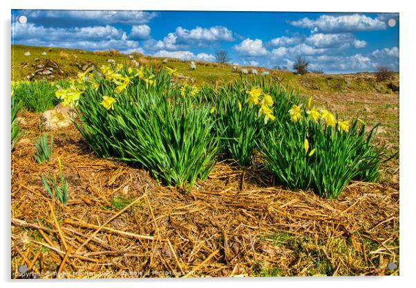 Daffodils Dancing in Dartmoor Delight Acrylic by Roger Mechan