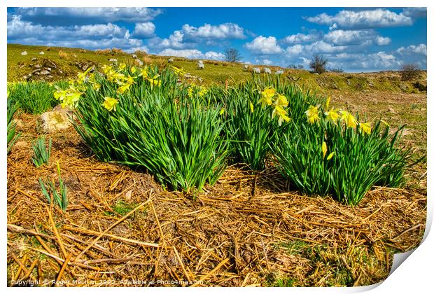 Daffodils Dancing in Dartmoor Delight Print by Roger Mechan