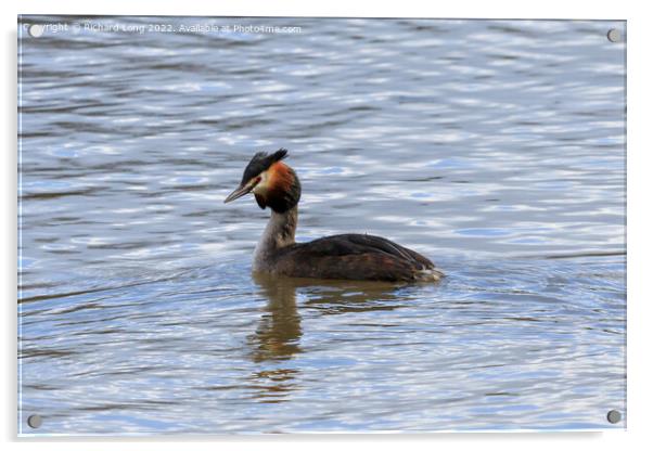 Great Crested Grebe Acrylic by Richard Long