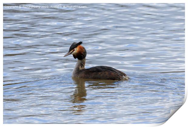  Great Crested Grebe Print by Richard Long