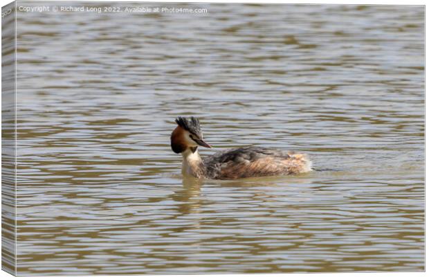 Great Crested Grebe Canvas Print by Richard Long
