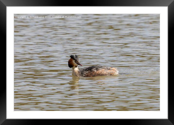  Great Crested Grebe Framed Mounted Print by Richard Long