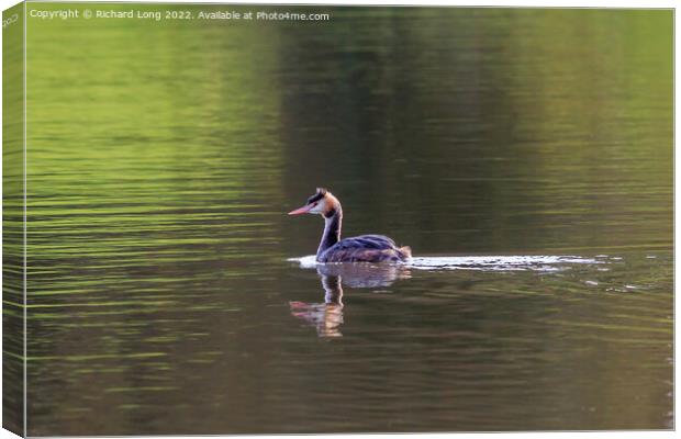  Great Crested Grebe Canvas Print by Richard Long