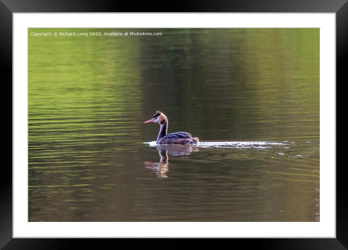  Great Crested Grebe Framed Mounted Print by Richard Long