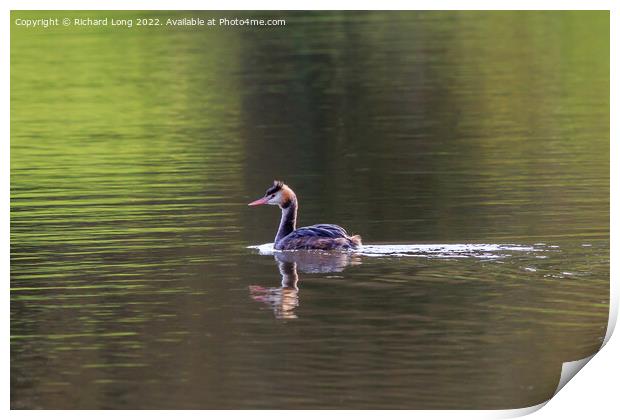 Great Crested Grebe Print by Richard Long