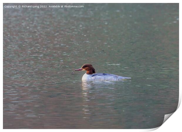 Female Goosander Print by Richard Long