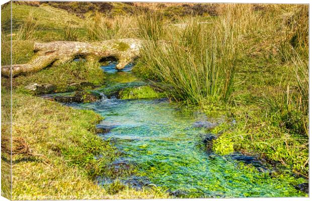 Tranquil Dartmoor Stream Canvas Print by Roger Mechan