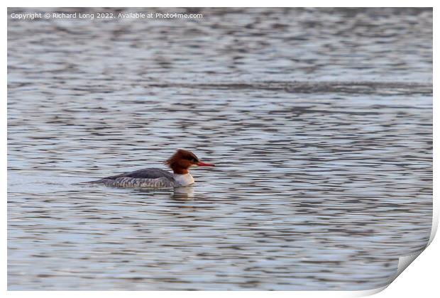 Female Goosander Print by Richard Long