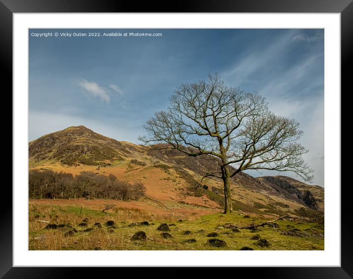 A lone tree at Buttermere in the Lake District  Framed Mounted Print by Vicky Outen