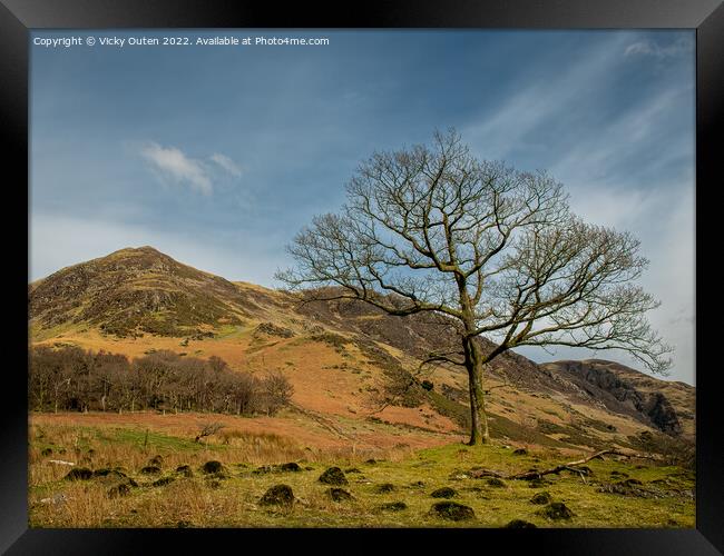 A lone tree at Buttermere in the Lake District  Framed Print by Vicky Outen