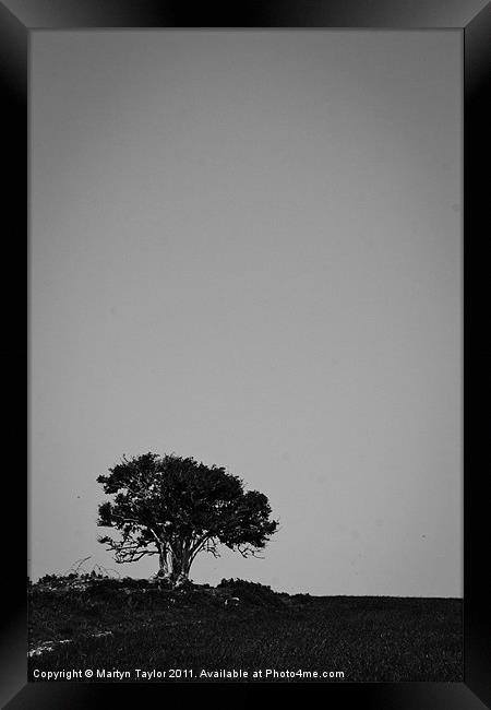 Lone Tree Framed Print by Martyn Taylor