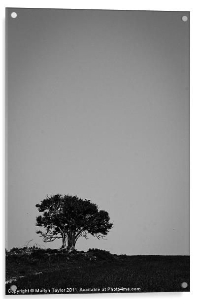 Lone Tree Acrylic by Martyn Taylor