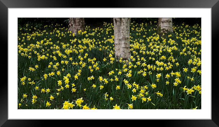A Host of Golden Daffodils Framed Mounted Print by Martyn Arnold