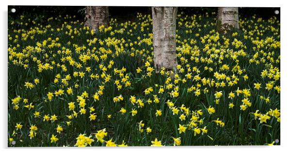 A Host of Golden Daffodils Acrylic by Martyn Arnold