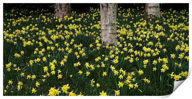 A Host of Golden Daffodils Print by Martyn Arnold