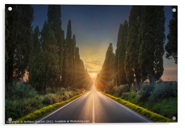 Bolgheri famous cypresses tree straight boulevard. Tuscany Acrylic by Stefano Orazzini