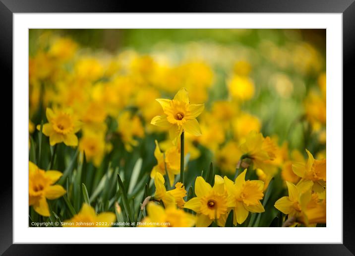 field of dafodils Framed Mounted Print by Simon Johnson