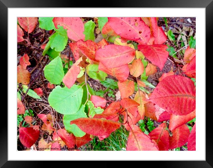 Colourful fall leaves Framed Mounted Print by Stephanie Moore