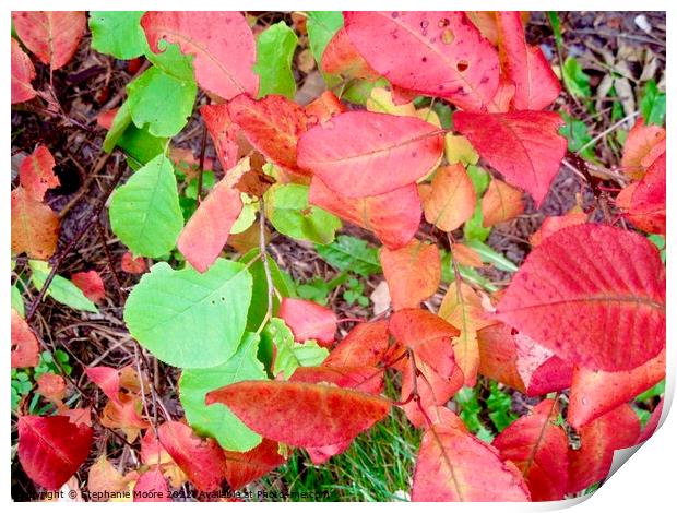 Colourful fall leaves Print by Stephanie Moore