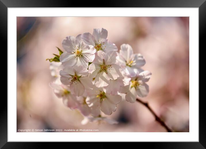 Spring Blossom Framed Mounted Print by Simon Johnson