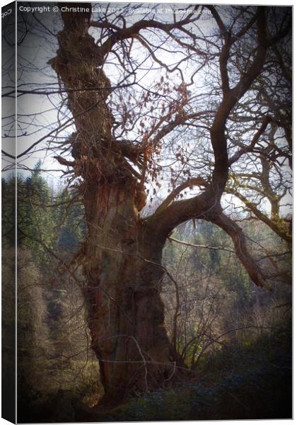 Tree On The  Hill Canvas Print by Christine Lake