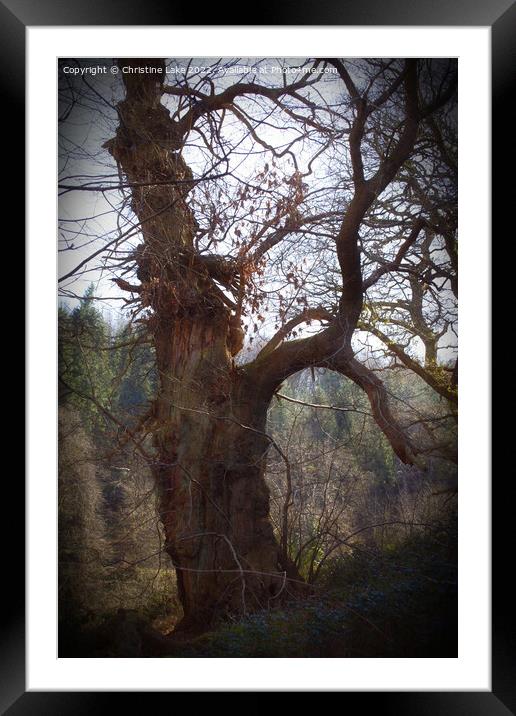 Tree On The  Hill Framed Mounted Print by Christine Lake
