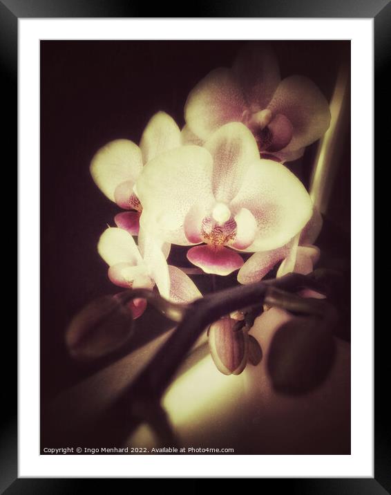 Orchid dreams Framed Mounted Print by Ingo Menhard