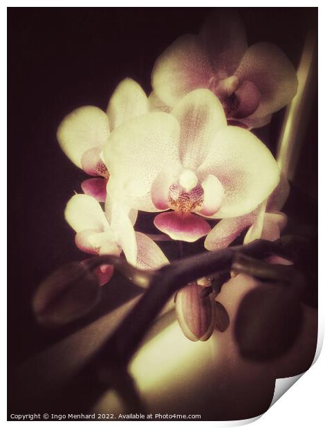 Orchid dreams Print by Ingo Menhard