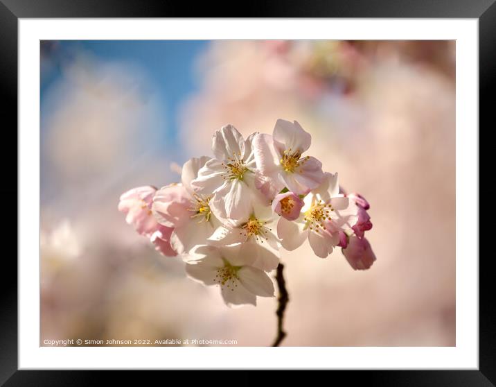 Sunlit  Spring blossom Framed Mounted Print by Simon Johnson