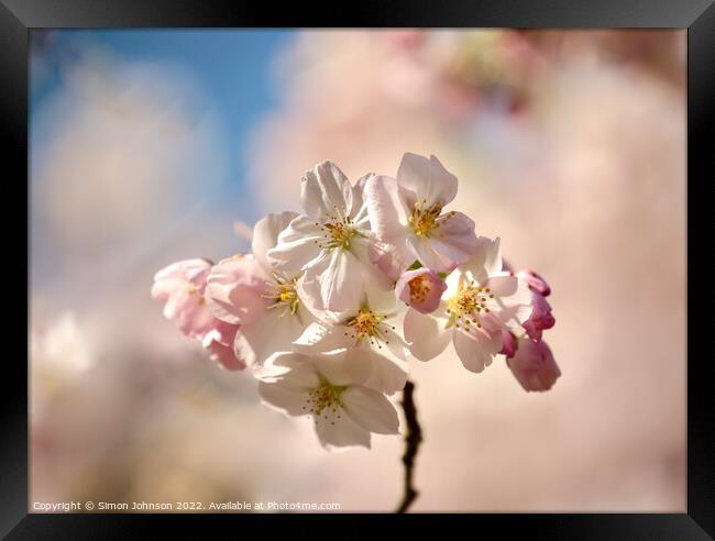 Sunlit  Spring blossom Framed Print by Simon Johnson