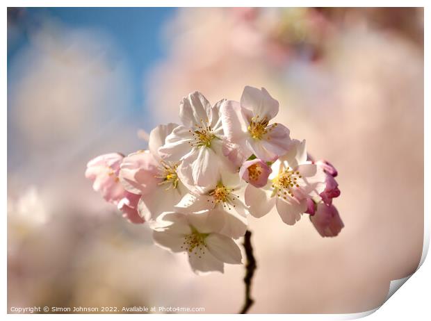 Sunlit  Spring blossom Print by Simon Johnson
