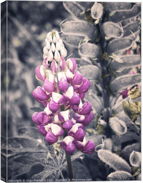 The beauty of lupines  Canvas Print by Ingo Menhard