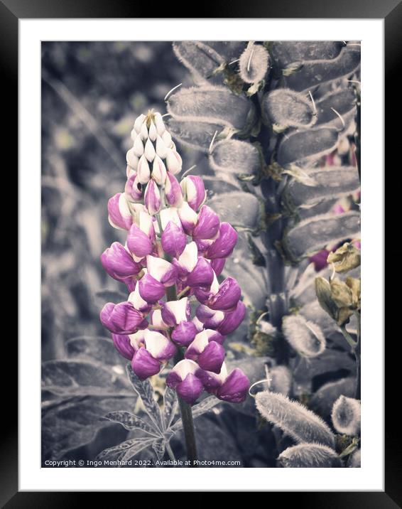 The beauty of lupines  Framed Mounted Print by Ingo Menhard