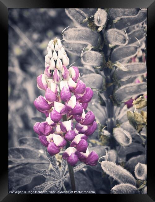 The beauty of lupines  Framed Print by Ingo Menhard
