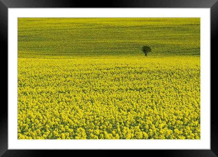 All in Yellow Framed Mounted Print by Joyce Storey