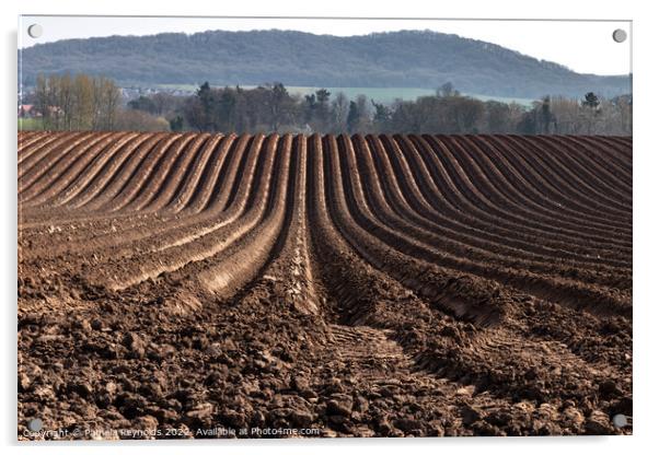 Freshly Ploughed Field Ready For Planting Acrylic by Pamela Reynolds