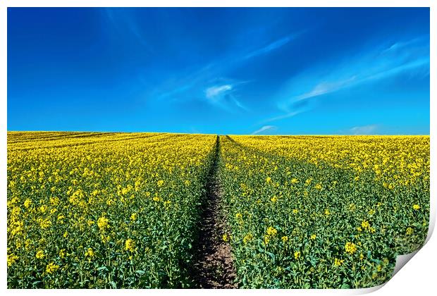 A narrow path through the field Print by Joyce Storey