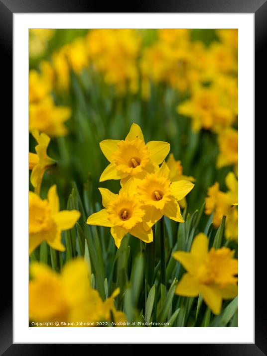 Dafodil flowers Framed Mounted Print by Simon Johnson