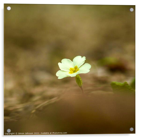 primrose flower Acrylic by Simon Johnson