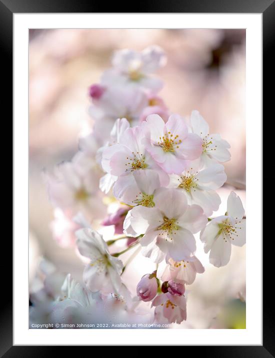 spring Blossom Framed Mounted Print by Simon Johnson