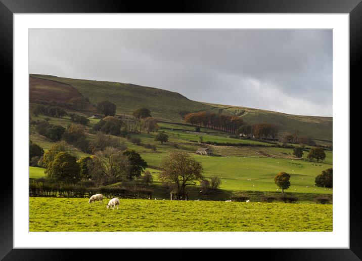 Sheep grazing in Hope Valley Framed Mounted Print by Jason Wells