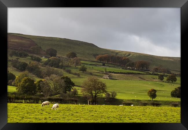 Sheep grazing in Hope Valley Framed Print by Jason Wells