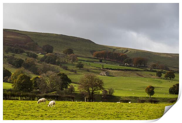 Sheep grazing in Hope Valley Print by Jason Wells