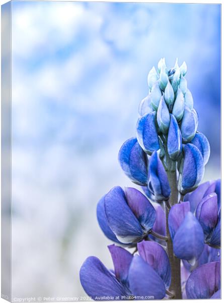 Top Of A Blue Lupin At A Flower Festival Canvas Print by Peter Greenway