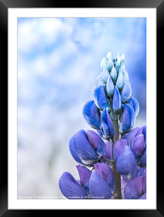 Top Of A Blue Lupin At A Flower Festival Framed Mounted Print by Peter Greenway