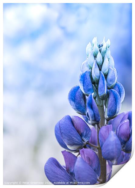 Top Of A Blue Lupin At A Flower Festival Print by Peter Greenway