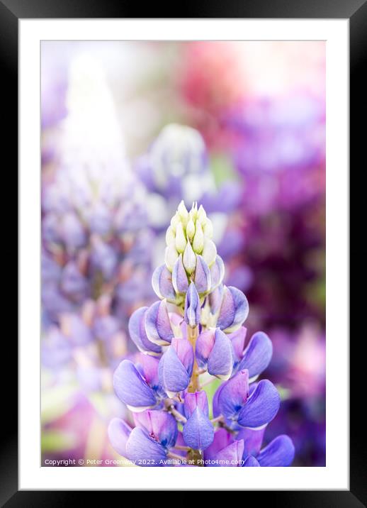 Riot Of Multi-Coloured Lupins At A Flower Festival Framed Mounted Print by Peter Greenway