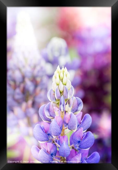 Riot Of Multi-Coloured Lupins At A Flower Festival Framed Print by Peter Greenway